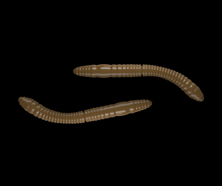 Libra Lures Fatty D´Worm Tournament 55mm 038 Brown Krill 12ks