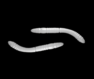 Libra Lures Fatty D´Worm Tournament 55mm 001 White Krill 12ks